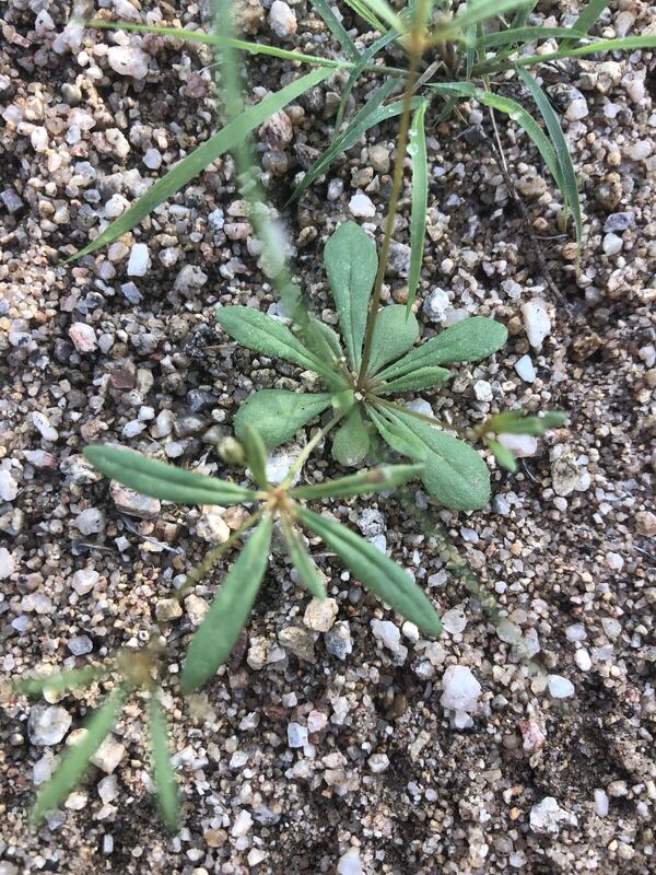 Desert / rangeland plant, Arizona fieldwork