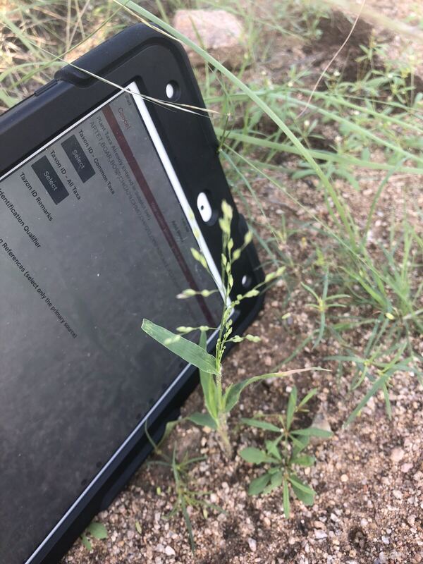 Desert / rangeland plant, Arizona fieldwork
