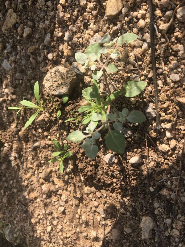 Desert / rangeland plant, Arizona fieldwork