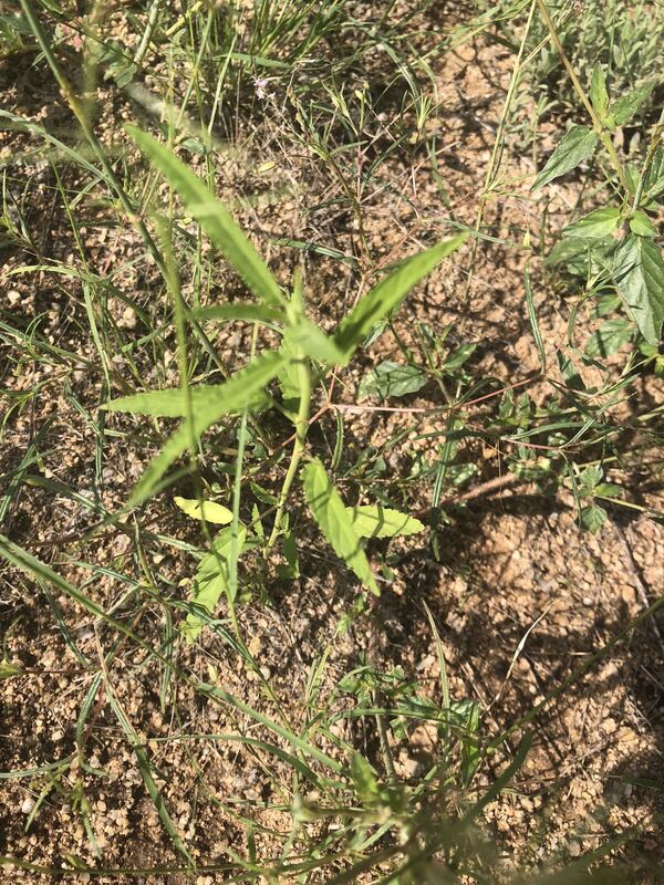 Desert / rangeland plant, Arizona fieldwork