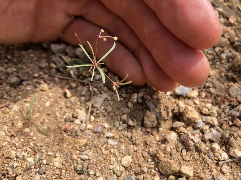 Desert / rangeland plant, Arizona fieldwork
