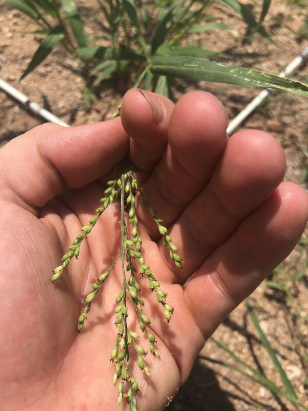 Desert / rangeland plant, Arizona fieldwork