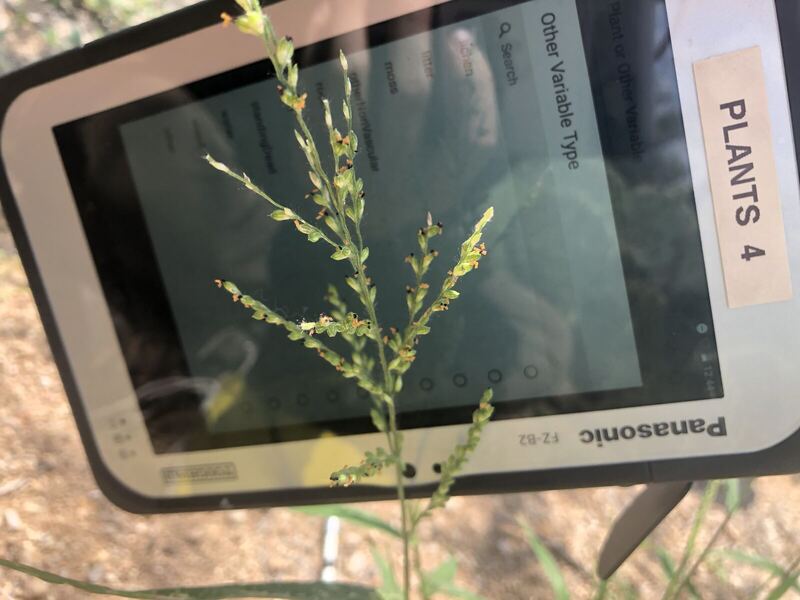 Desert / rangeland plant, Arizona fieldwork