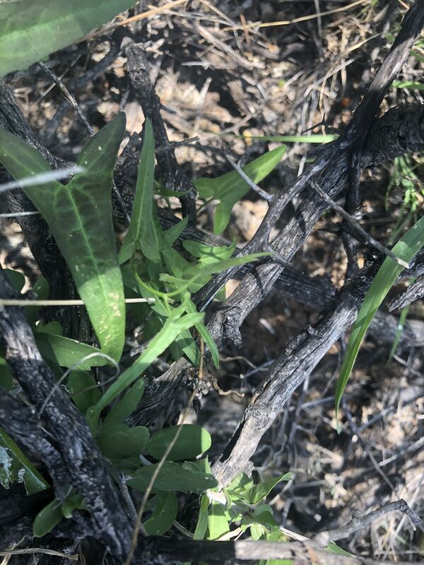 Desert / rangeland plant, Arizona fieldwork