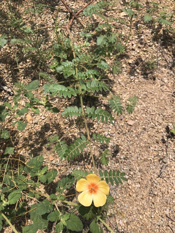 Desert / rangeland plant, Arizona fieldwork