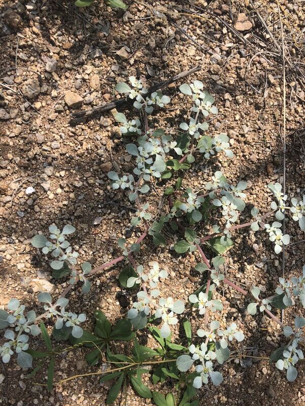 Desert / rangeland plant, Arizona fieldwork
