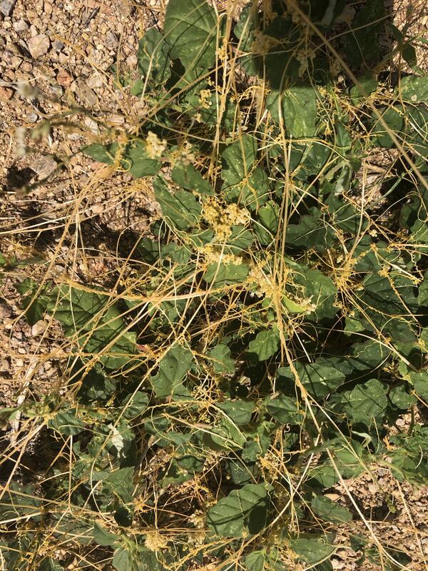 Desert / rangeland plant, Arizona fieldwork