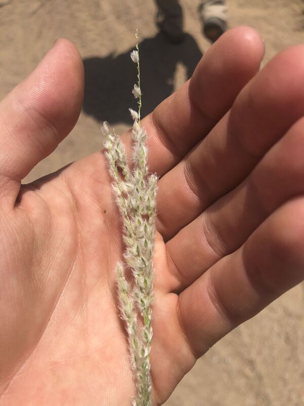 Desert / rangeland plant, Arizona fieldwork