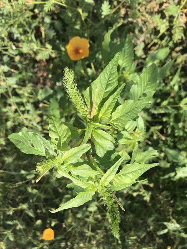 Desert / rangeland plant, Arizona fieldwork