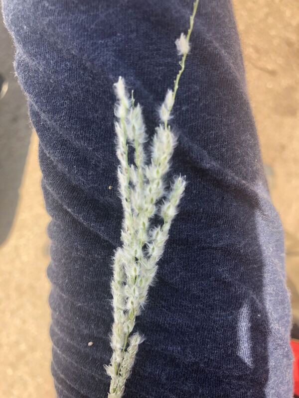 Desert / rangeland plant, Arizona fieldwork