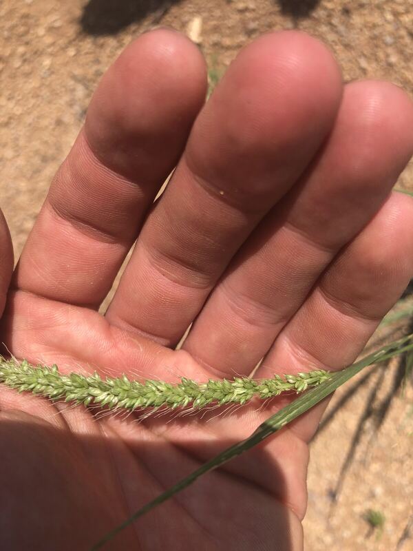 Desert / rangeland plant, Arizona fieldwork