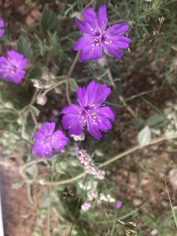 Desert / rangeland plant, Arizona fieldwork