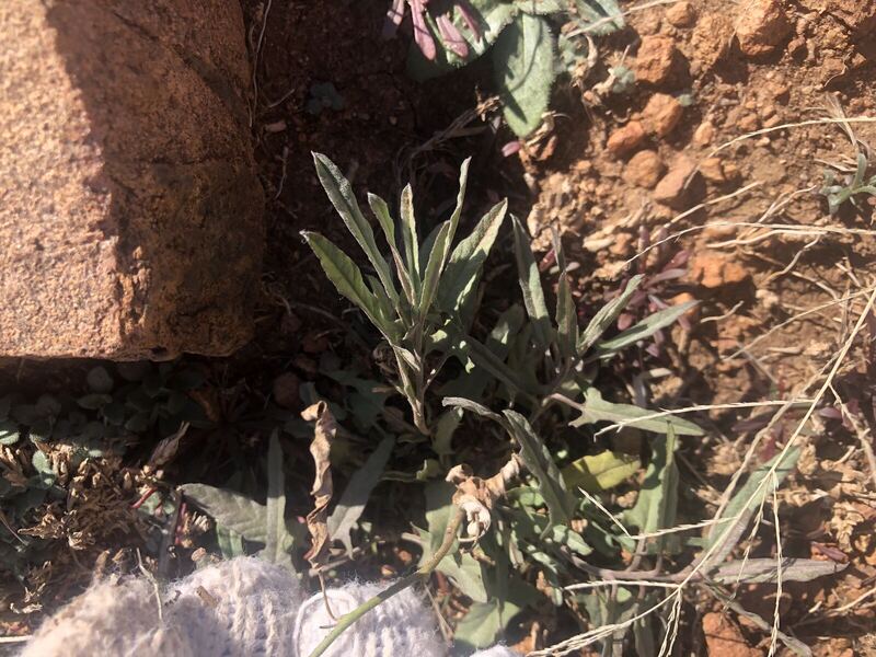 Desert / rangeland plant, Arizona fieldwork