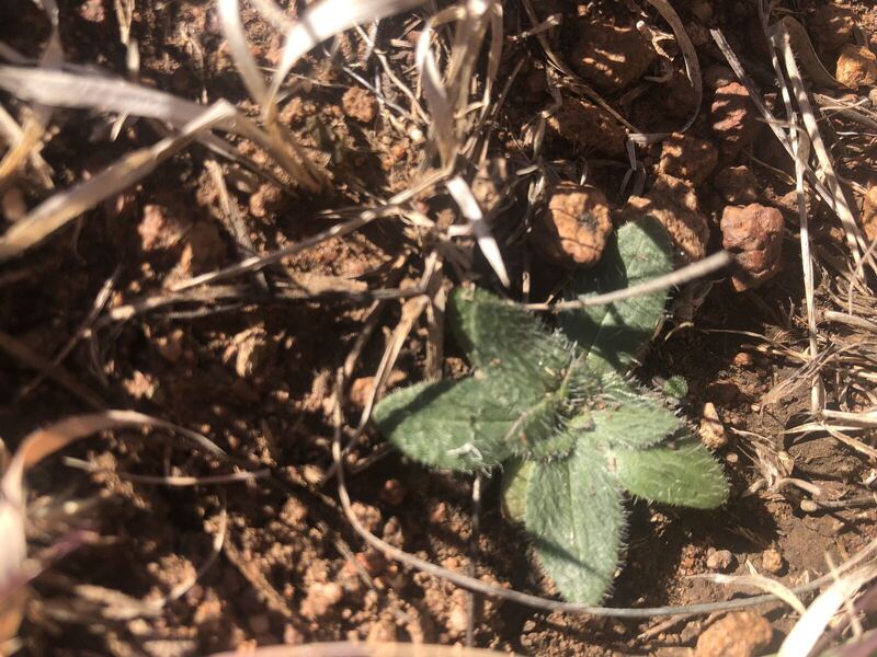 Desert / rangeland plant, Arizona fieldwork