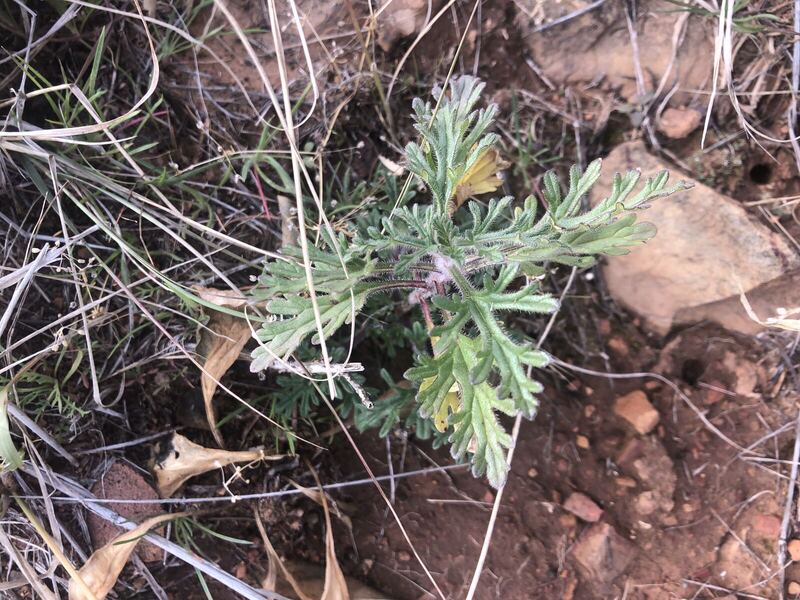 Desert / rangeland plant, Arizona fieldwork