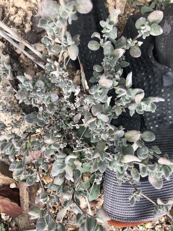Desert / rangeland plant, Arizona fieldwork