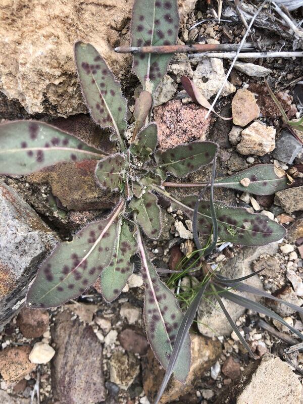 Desert / rangeland plant, Arizona fieldwork