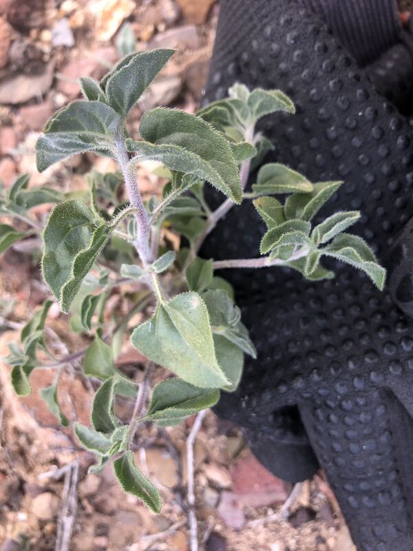 Desert / rangeland plant, Arizona fieldwork
