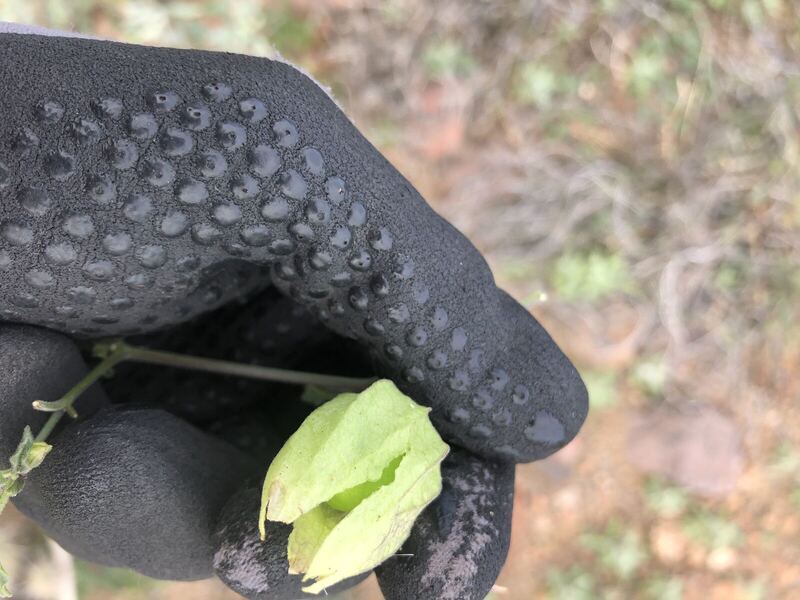 Desert / rangeland plant, Arizona fieldwork