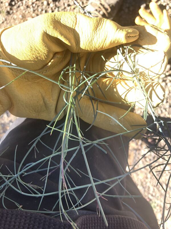 Desert / rangeland plant, Arizona fieldwork