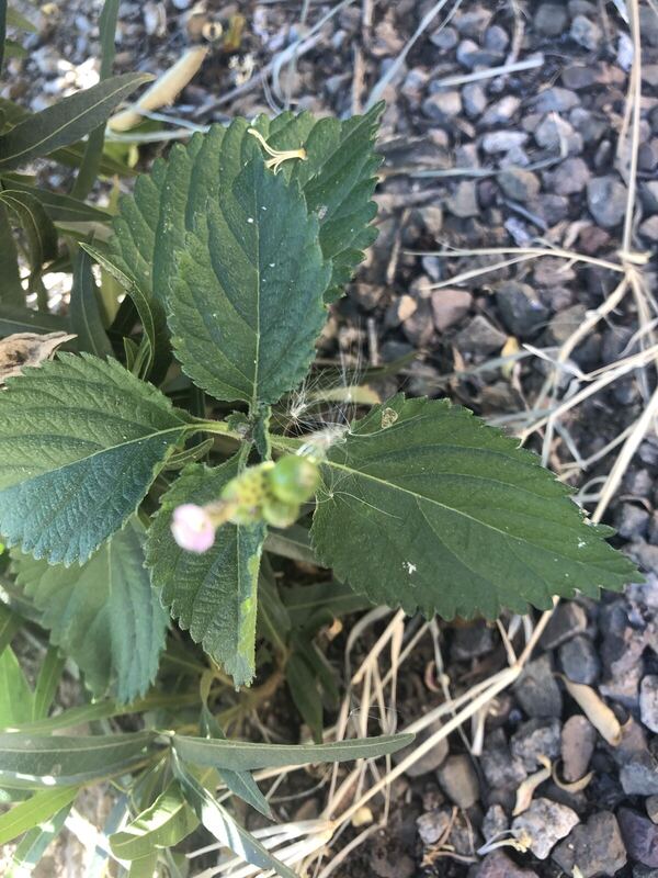 Desert / rangeland plant, Arizona fieldwork