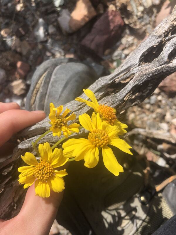 Desert / rangeland plant, Arizona fieldwork