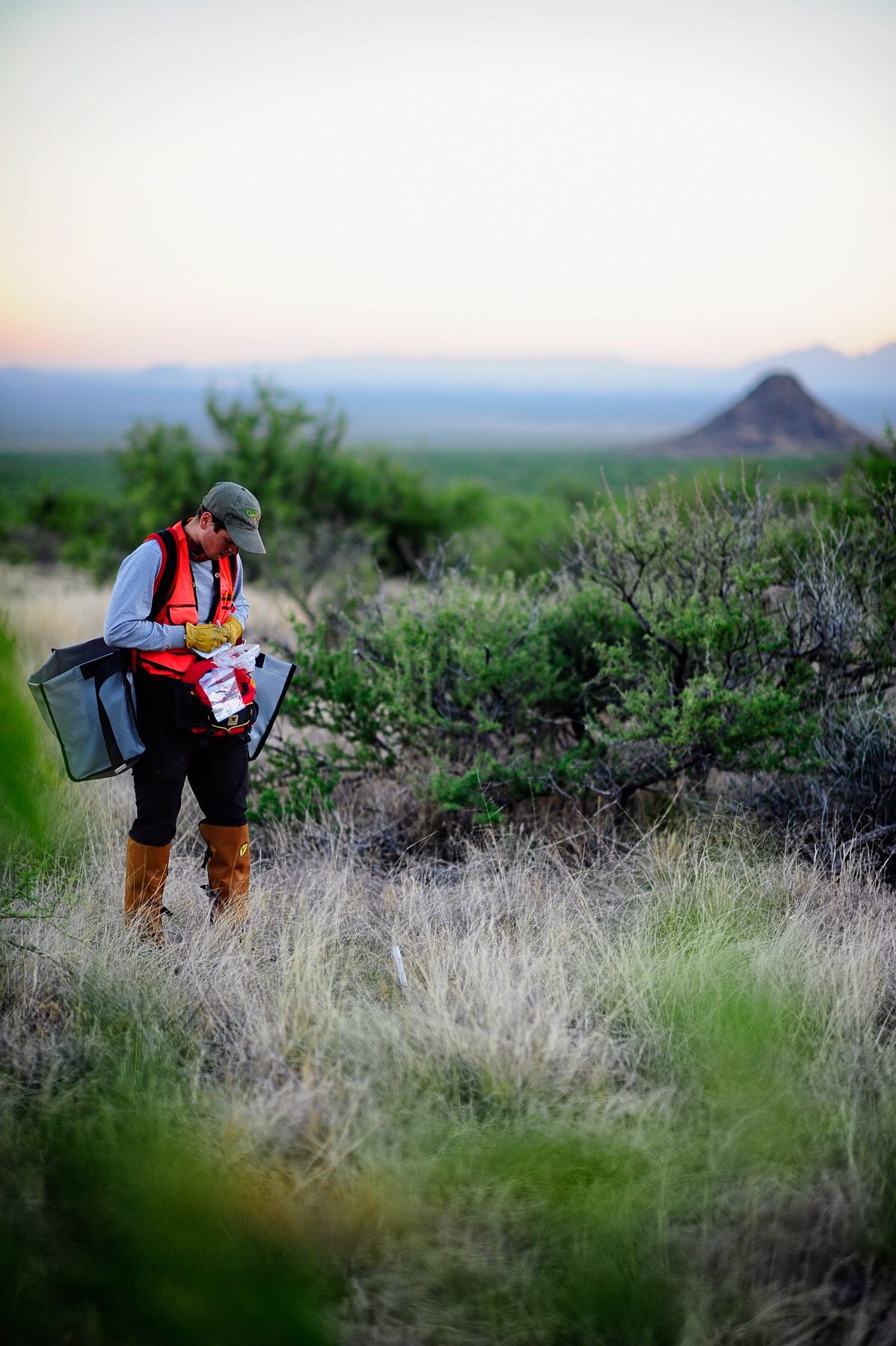 Small Mammal surveys
